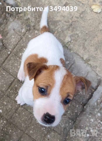 Джак Ръсел Териер , снимка 9 - Джак ръсел териер - 54012486