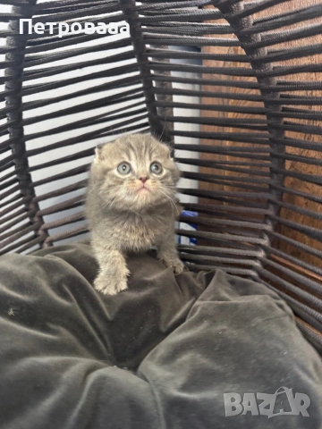 Британски / шотладски котенца , снимка 10 - Британска късокосместа - 53573132