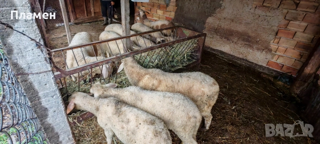 Агнета 6 евро живо тегло , снимка 2 - Овце - 54067018