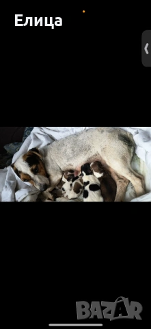 Джак ръсел смес с баща кафяв пинчер 5 кучета 3 мъжки 2 женски