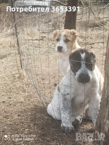 продавам средно азиатски овчарки алабай, снимка 1