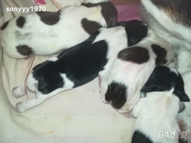 ДЖАК РЪСЕЛ БЕБЕТА 1408250720, снимка 3 - Джак ръсел териер - 51360990