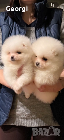 Померан, снимка 4 - Померан - 53422715