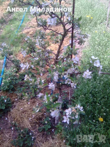 Мини ябълка Петровка , снимка 2 - Градински цветя и растения - 50054872