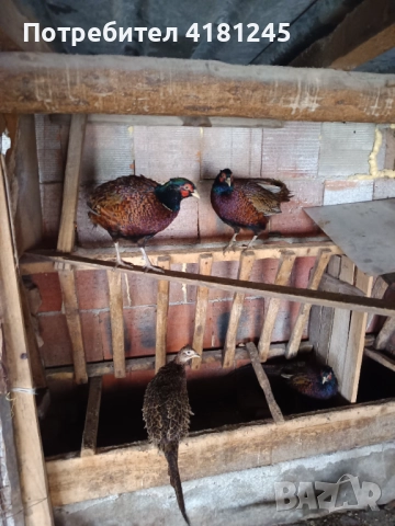 Колхидски фазани , снимка 4 - други­ - 52952239