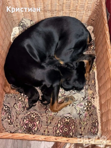 Продавам Чистокръвни Добермани , снимка 12 - Доберман - 53694238