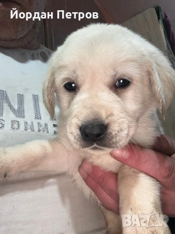 Лабрадор Редривър 