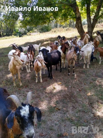 Продавам кози 10 броя