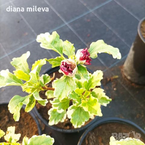  Дървовидна Ружа,Hibiscus syriacus, вариегатен, снимка 9 - Градински цветя и растения - 43401559