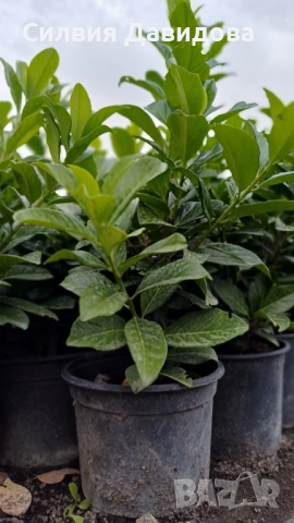 Лавровишня , снимка 7 - Градински цветя и растения - 51968758