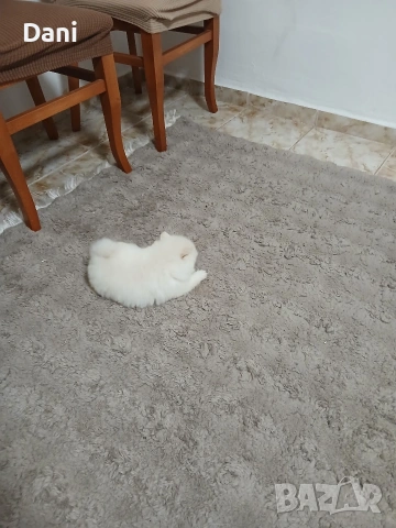 Mini Pomeran , снимка 8 - Померан - 53417593