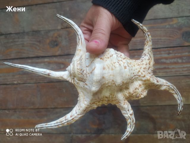 Раковина мида морски охлюв рапан Spider Conch Shell, снимка 3 - Декорация за дома - 45447687