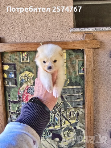 Мини шпицове , снимка 9 - Шпиц - 53847019