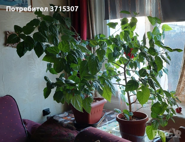 Китайска роза два броя,кливия