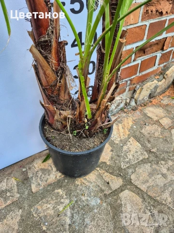 Палма Вашингтония Филифера, снимка 3 - Стайни растения - 51012021