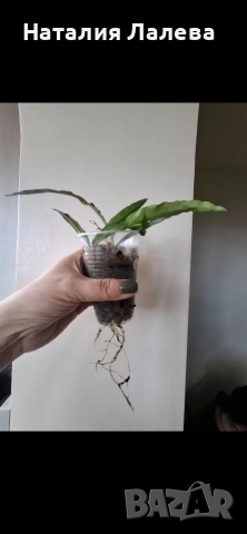 Хоя, hoya mirabilis, снимка 3 - Стайни растения - 53972846