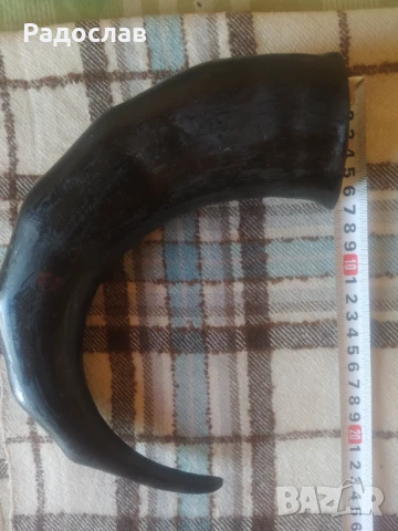 полиран животински рог, снимка 4 - Декорация за дома - 50533803