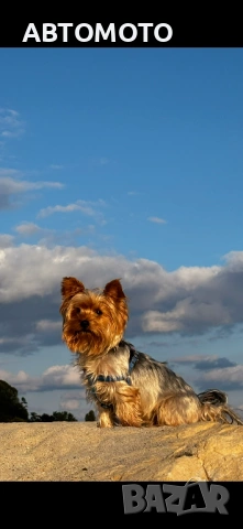 Йоркширски териер-Йорки