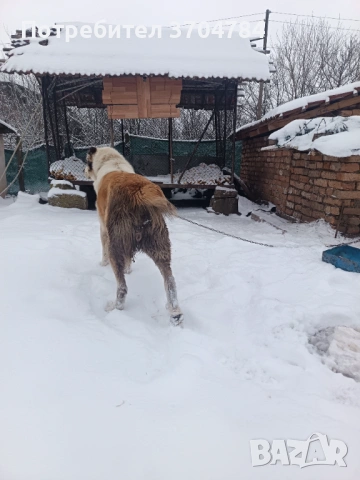 Продавам Сао алабай , снимка 7 - Алабай - 53312931