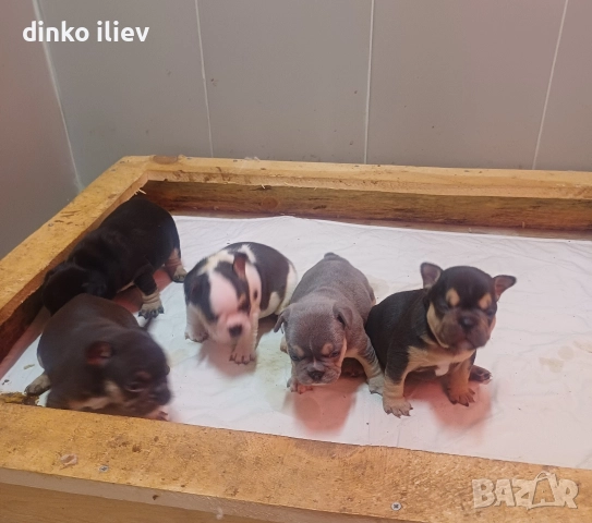малки булдочета , снимка 3 - Френски булдог - 52907796