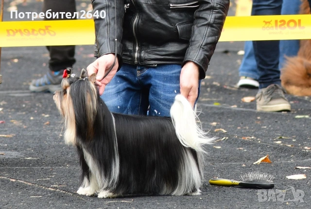 Бивер Йоркширски териер-бивър, снимка 10 - Йоркширски териер - 53761982