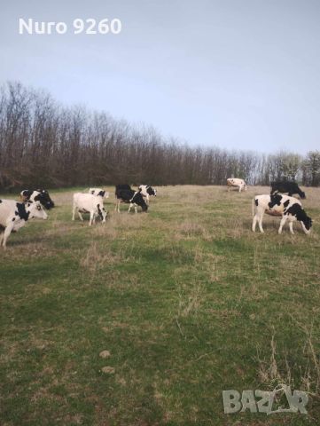 32 млечни крави, снимка 3 - Крави - 45141546