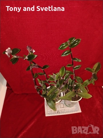 Стайни цветя- Хоя /Восъчниче (Hoya Carnosa), Сансевиера мини, Хлорофитум, Традесканции Pale Puma , снимка 11 - Стайни растения - 53572534