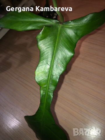 Philodendron Joepii, снимка 2 - Стайни растения - 46579672