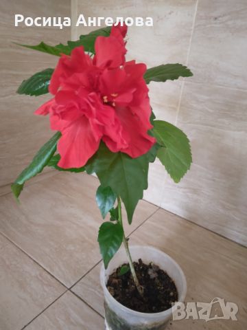 Китайска роза , снимка 1 - Стайни растения - 46358669