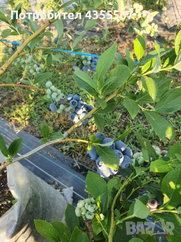 Боровинки, снимка 7 - Разсади - 52815818