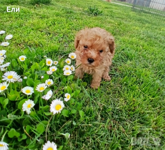 той пудел момченце , снимка 4 - Пудели - 54126893