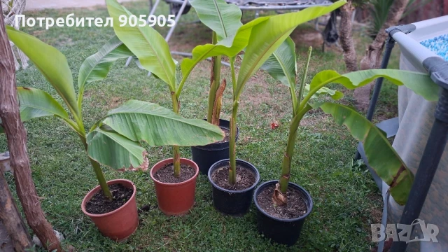 Студоустойчив банан