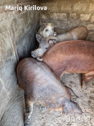 Продавам прасета за клане , снимка 2 - Прасета - 52432552