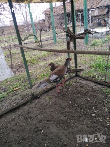 Сребърни фазани чифт, снимка 2 - Други животни - 51520209