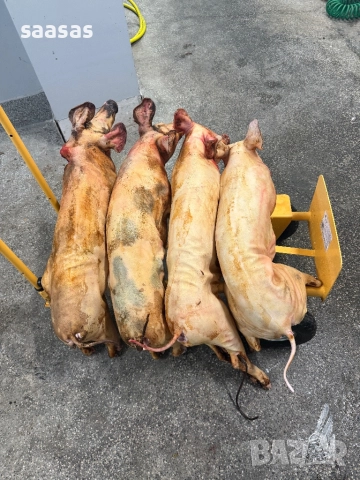 Печени агнета и прасета, снимка 11 - Други услуги - 51031087