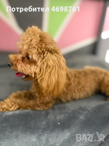 Той пудел, снимка 2 - Пудели - 52968261