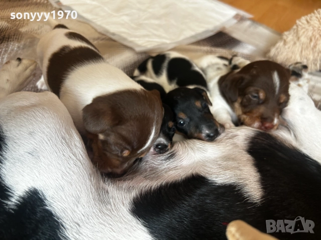 ДЖАК РЪСЕЛ 250ЛВ ЗА БРОЙ 1209252014, снимка 11 - Джак ръсел териер - 51694568