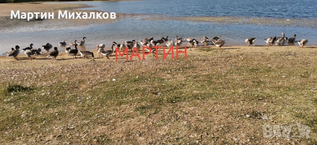 яйца от гъски, гъши яйца оплодени, снимка 3 - други­ - 53488458