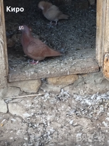 Гълъби Пощи, снимка 6 - Гълъби - 52243376