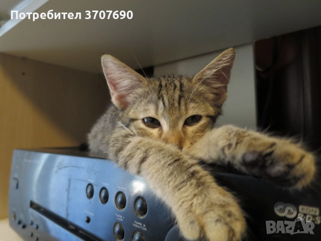 Много нежно и мекичко женско котенце, снимка 3 - Други - 52015096