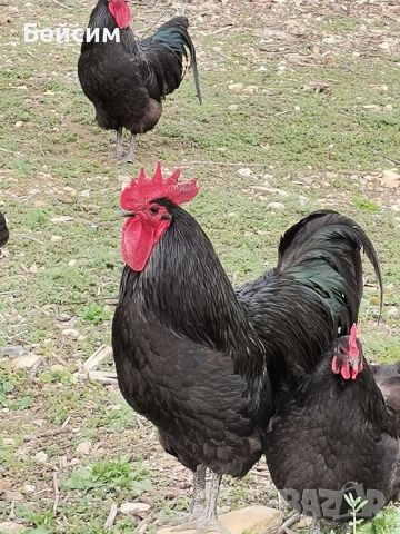 Яйца от Черен Австралорп, снимка 4 - Кокошки и пуйки - 46406414