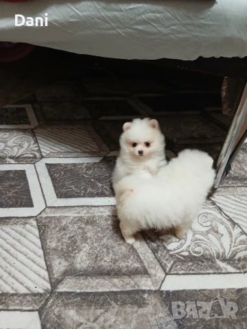 Mini Pomeran, снимка 4 - Померан - 53567326