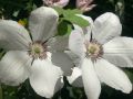 Клематис  - 2 цвята, снимка 1 - Градински цветя и растения - 45540649