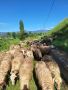 Продавам овце, снимка 1 - Овце - 45798951