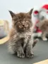 Мейн кун / Maine coon , снимка 5