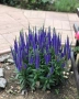 Вероника, Veronica spicata anniversary blue, снимка 1
