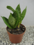 Сансевиера, снимка 1