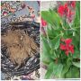Луковици червена градинска кана, снимка 1 - Градински цветя и растения - 45639103