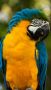 Папагал, снимка 1 - Стоки за птици - 45668825