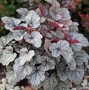 Хойхера „Сребърна боровинка“, Heuchera Silverberry, студоустойчива, за сянка, снимка 2